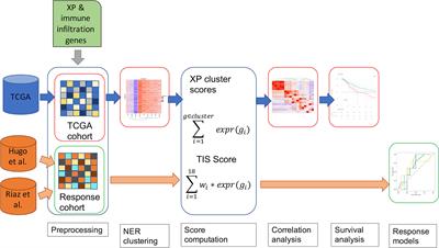 The Prognostic and Predictive Role of <mark class="highlighted">Xeroderma</mark> Pigmentosum Gene Expression in Melanoma